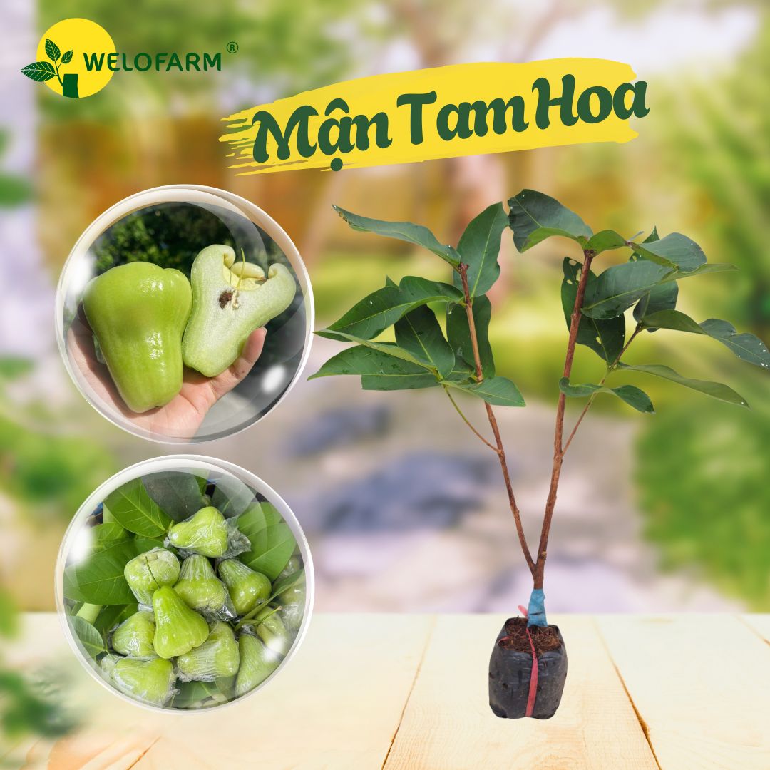 Mận Tam Hoa
