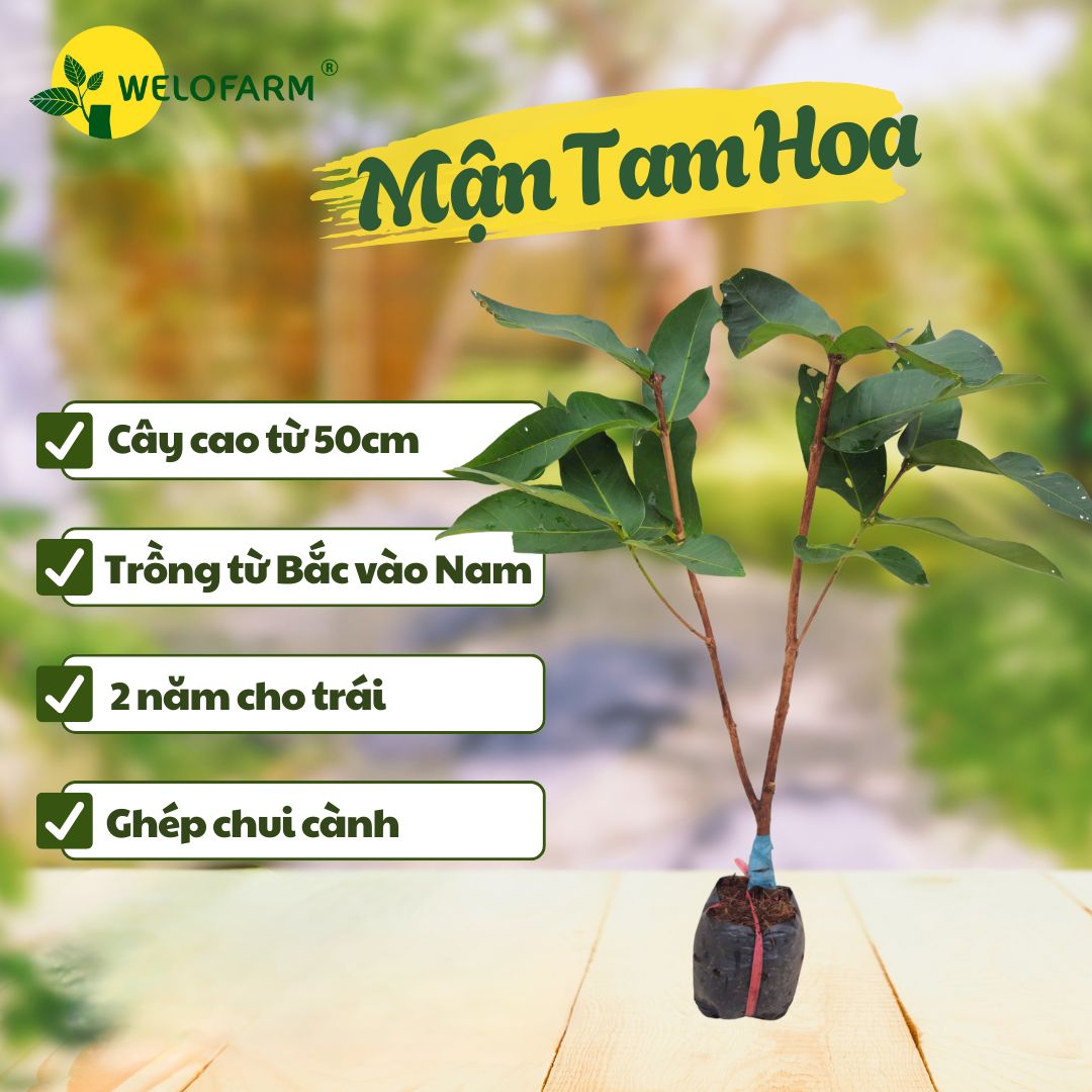 Mận Tam Hoa