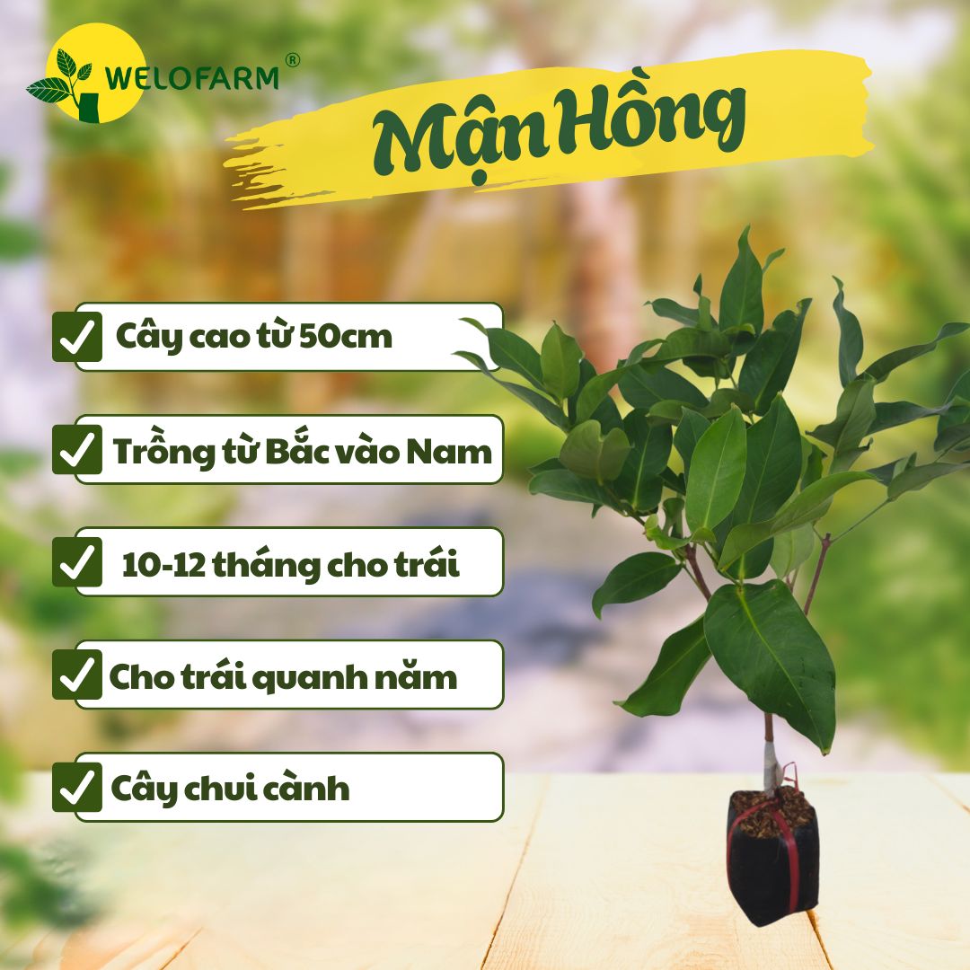 Mận Hồng