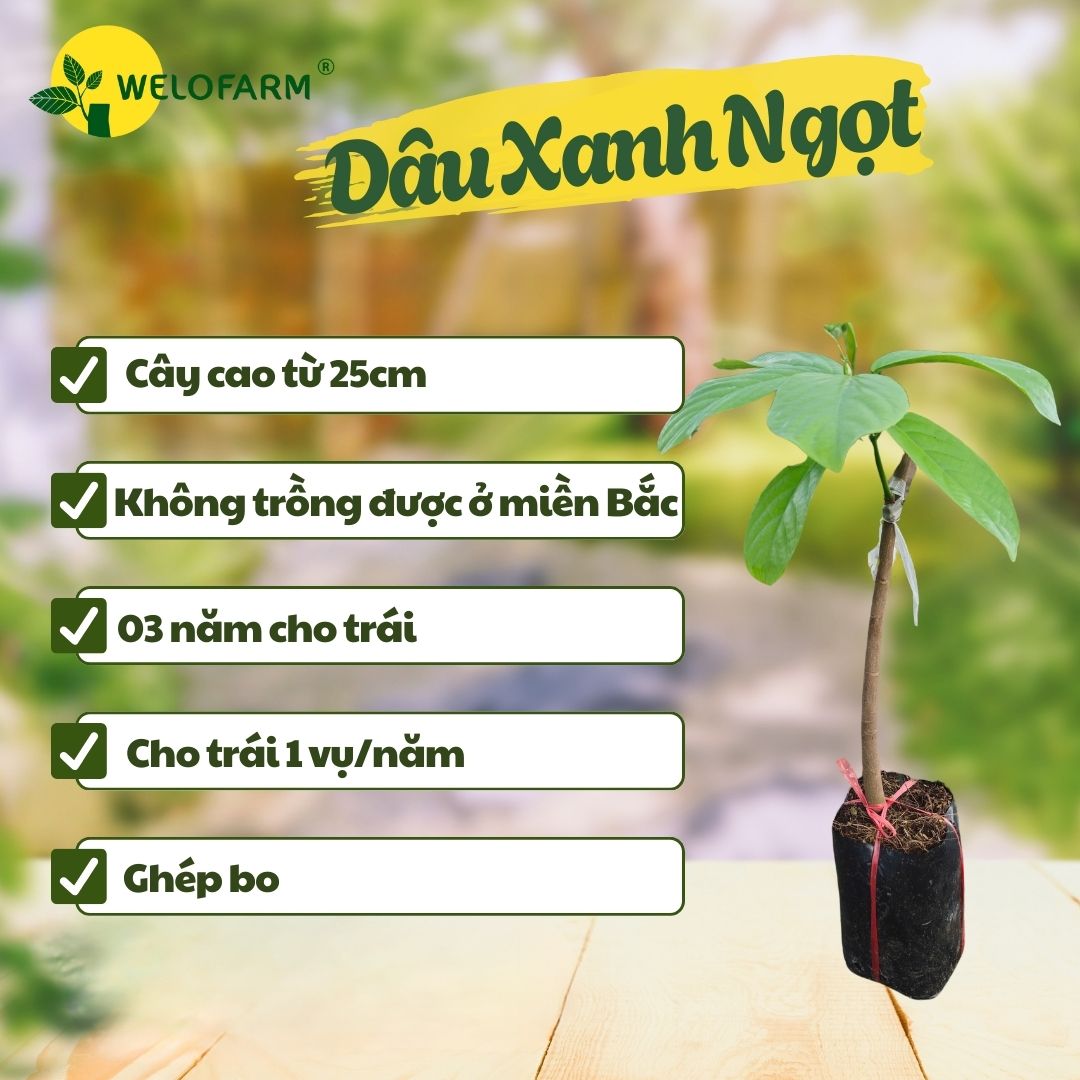Dâu Xanh Ngọt