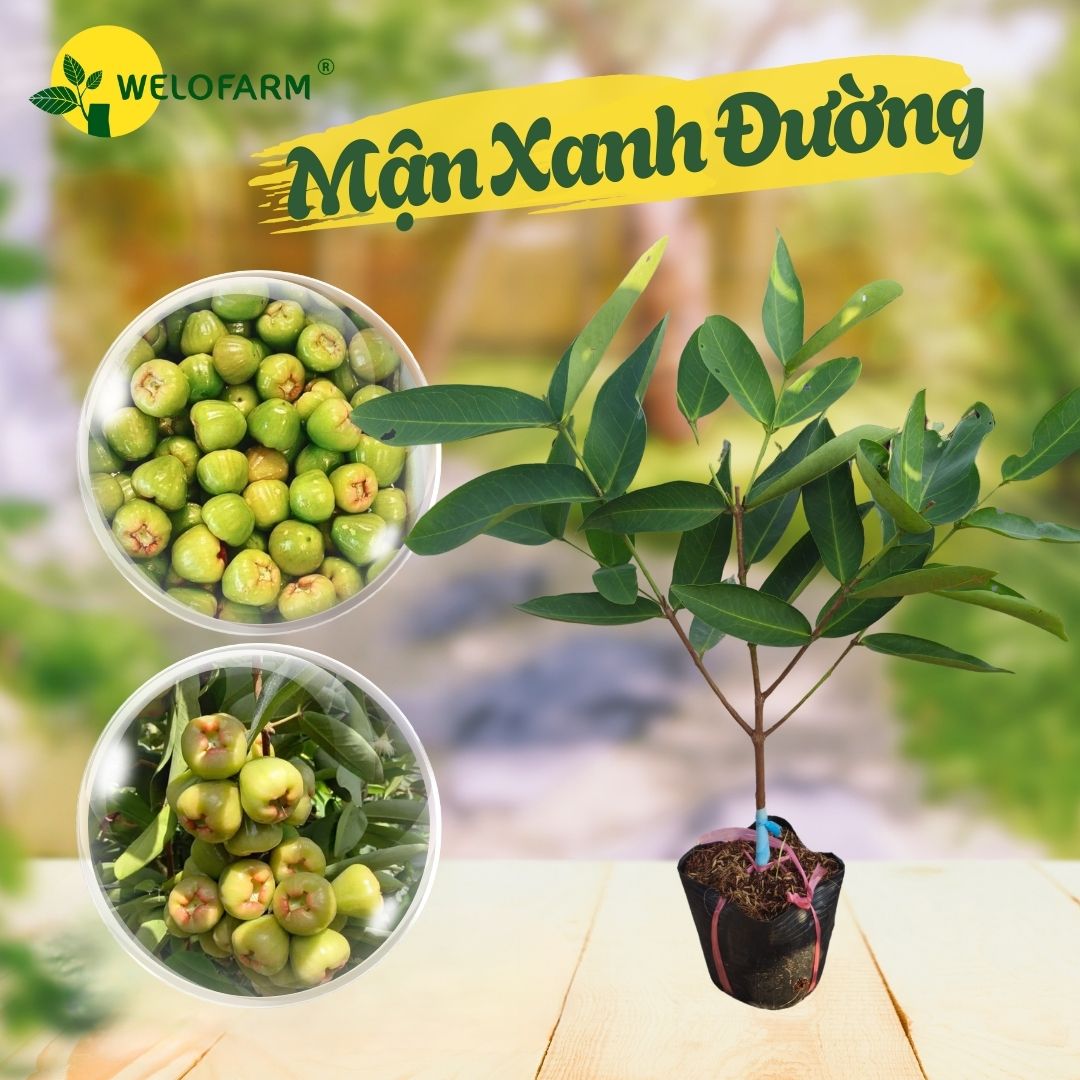 Mận Xanh Đường