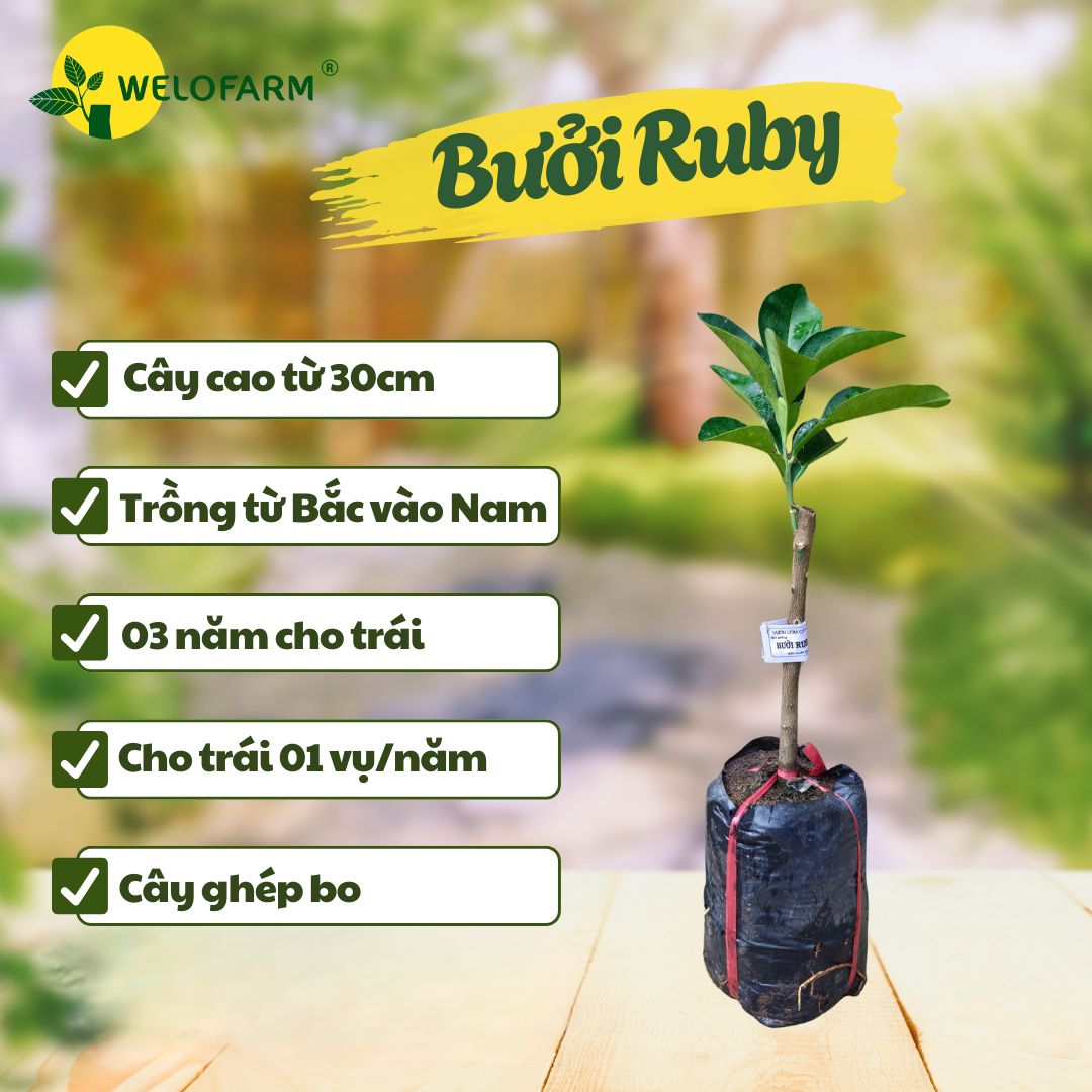 Bưởi Ruby