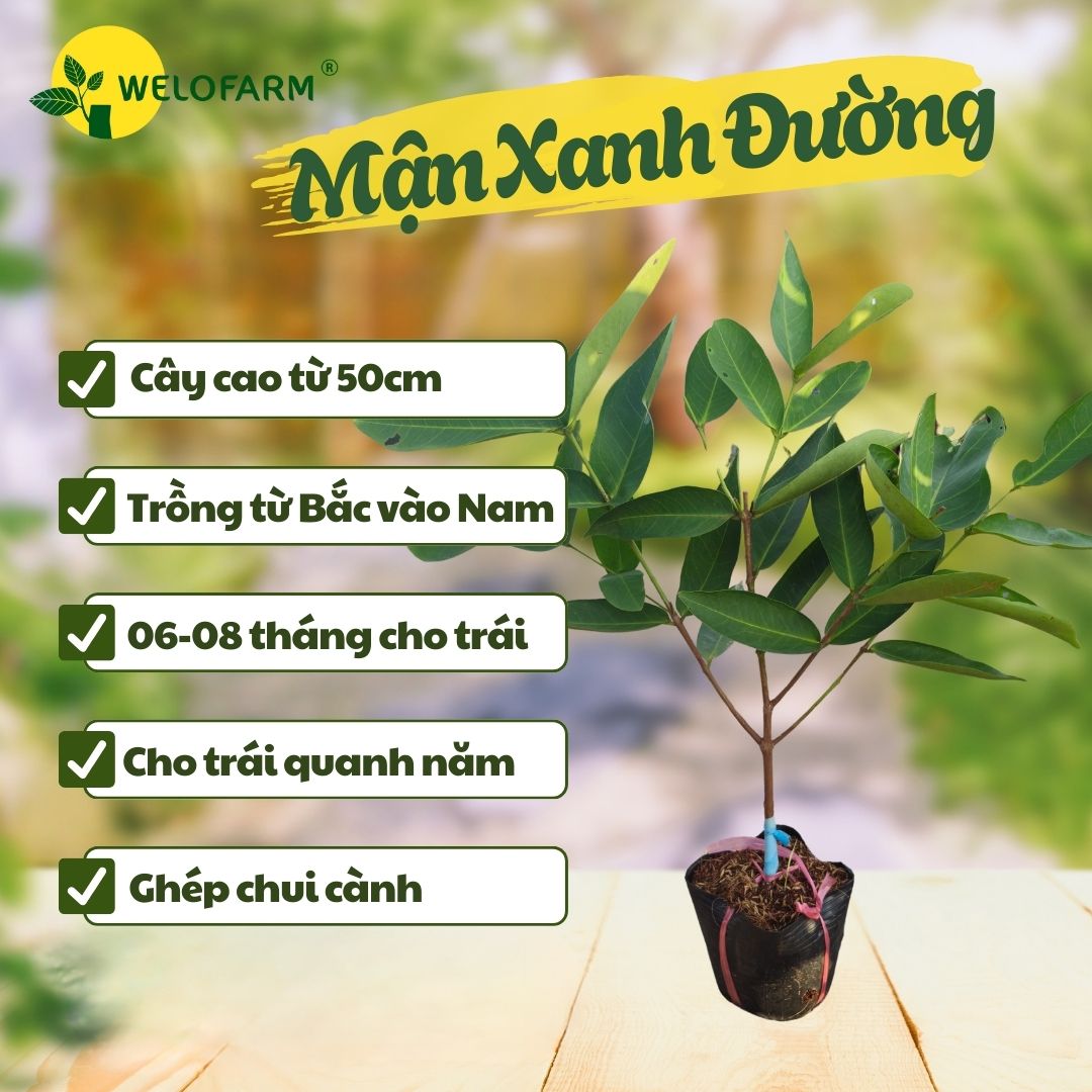 Mận Xanh Đường