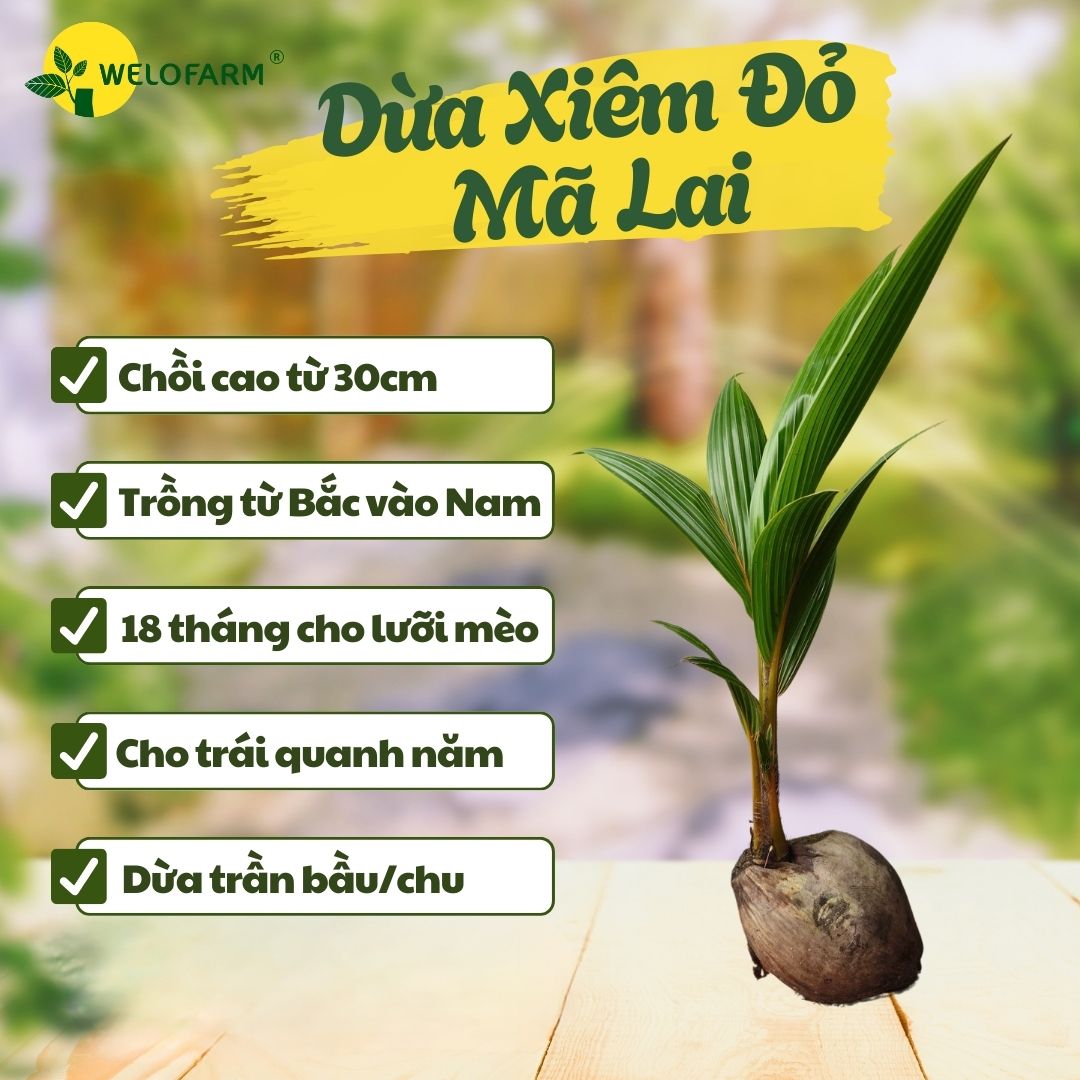Dừa Xiêm Đỏ Mã Lai