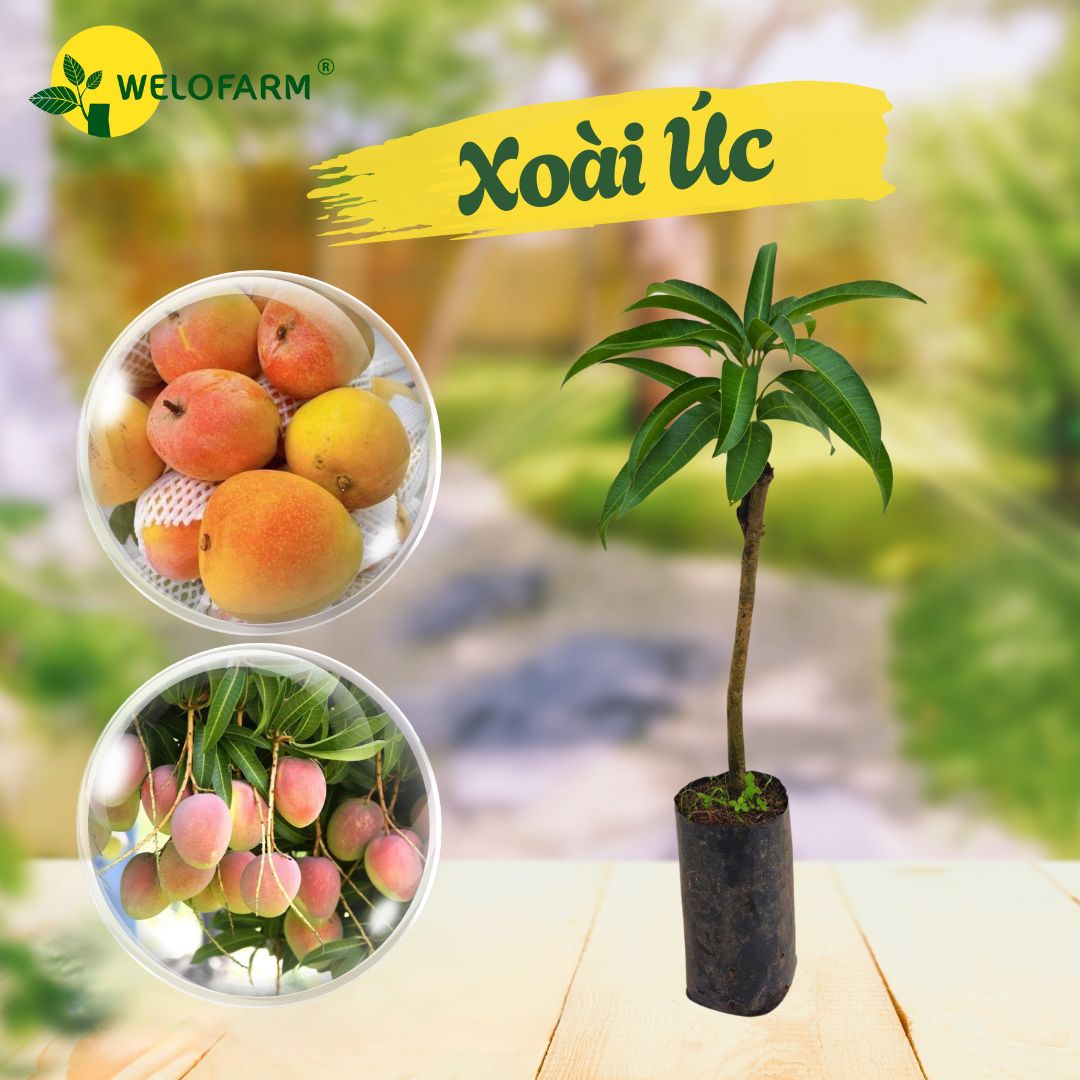 Xoài Úc