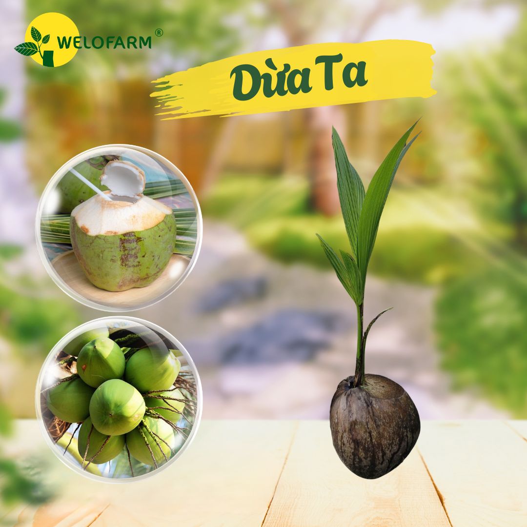 Dừa Ta
