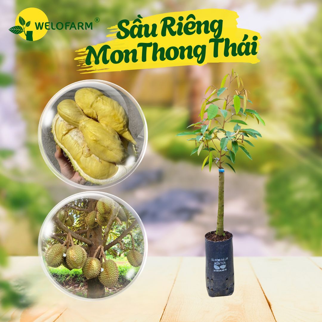 Sầu Riêng Monthong Thái