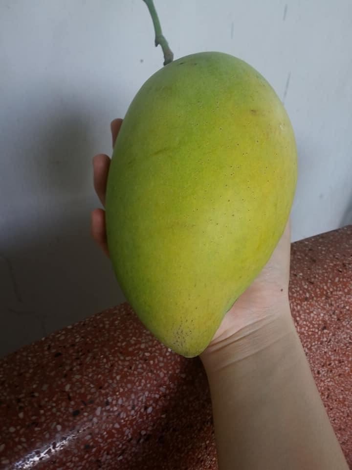 Xoài Cát Hòa Lộc