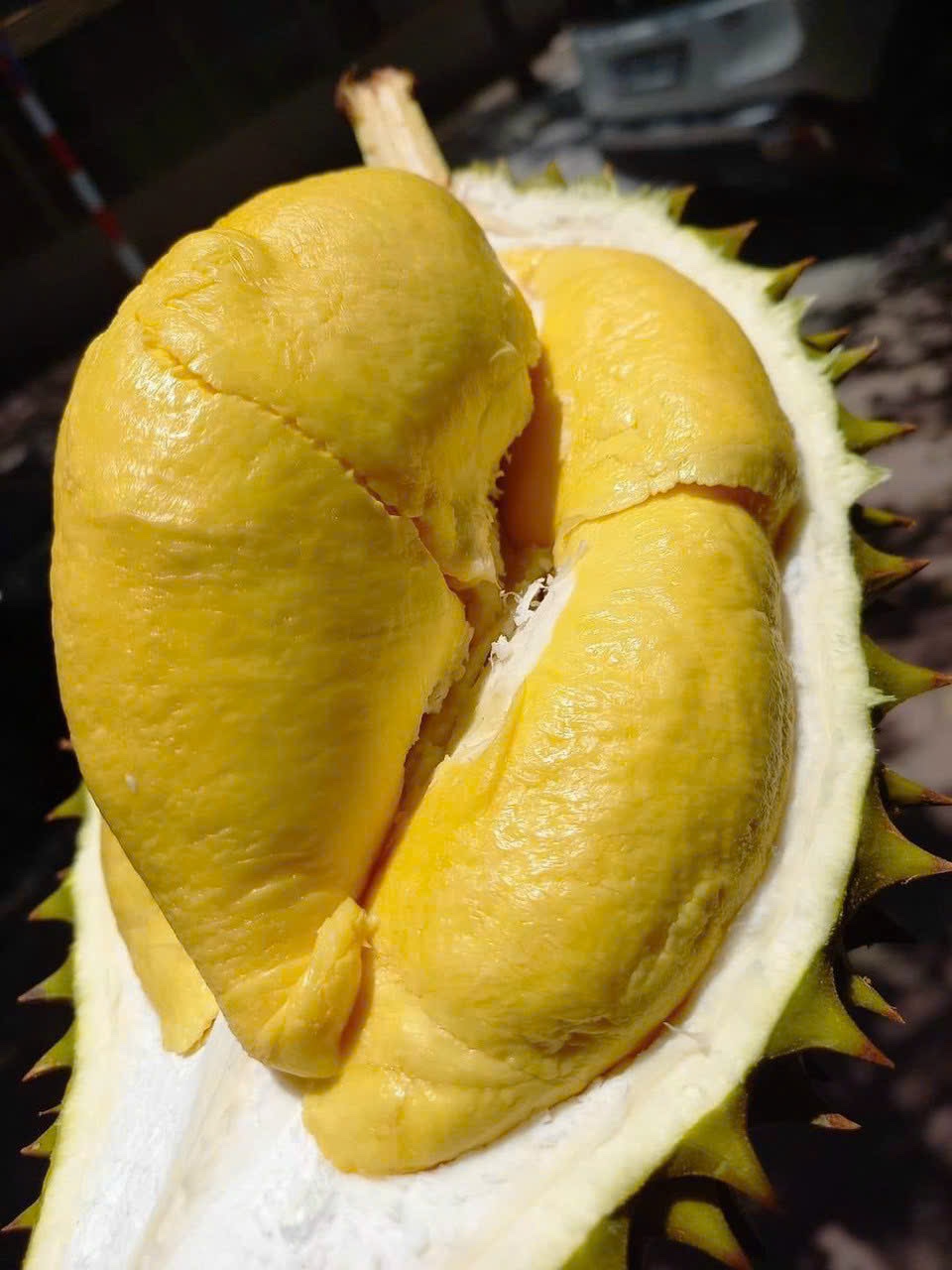 Sầu Riêng Ri 6