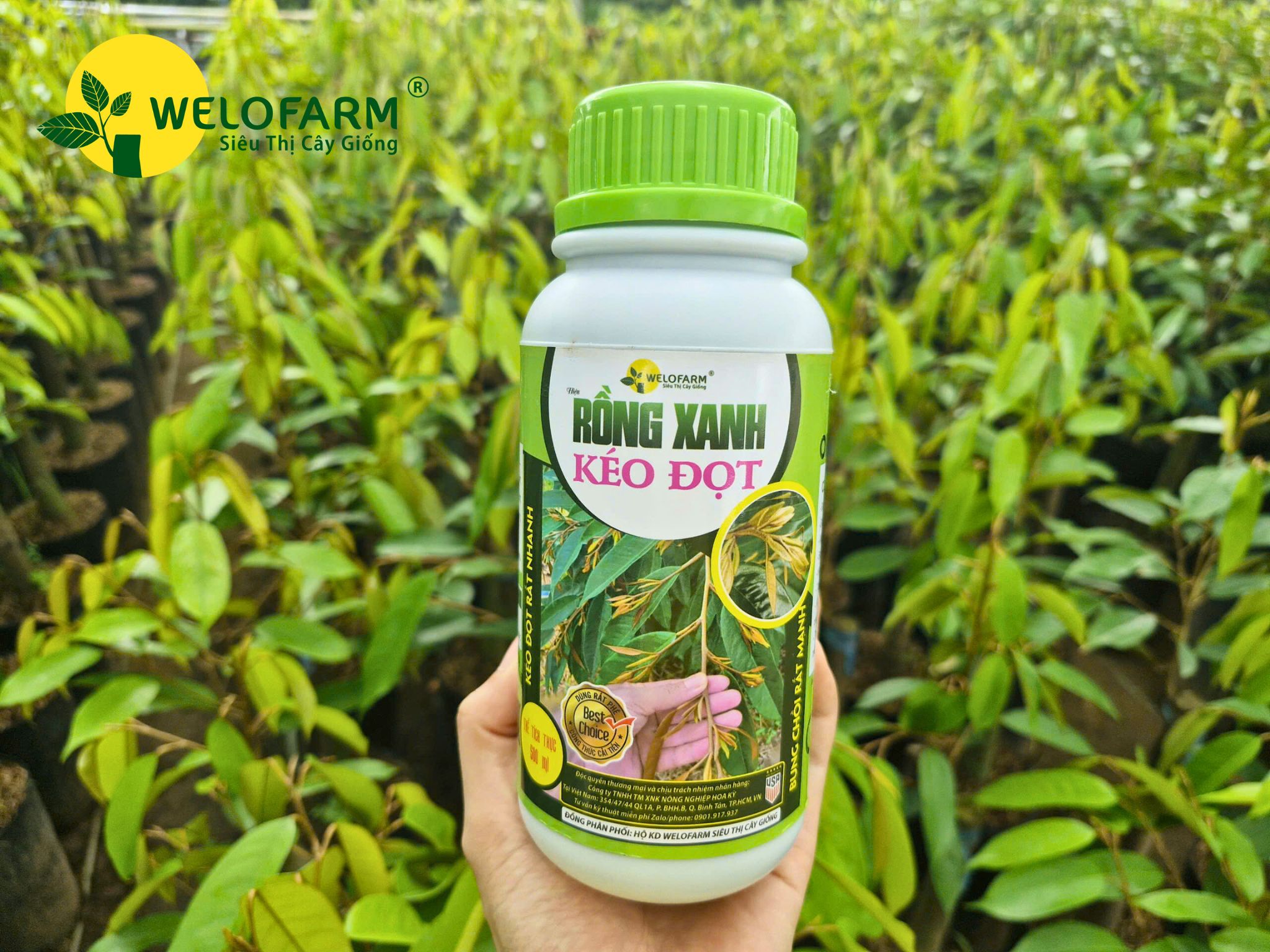 Rồng Xanh Kéo Đọt