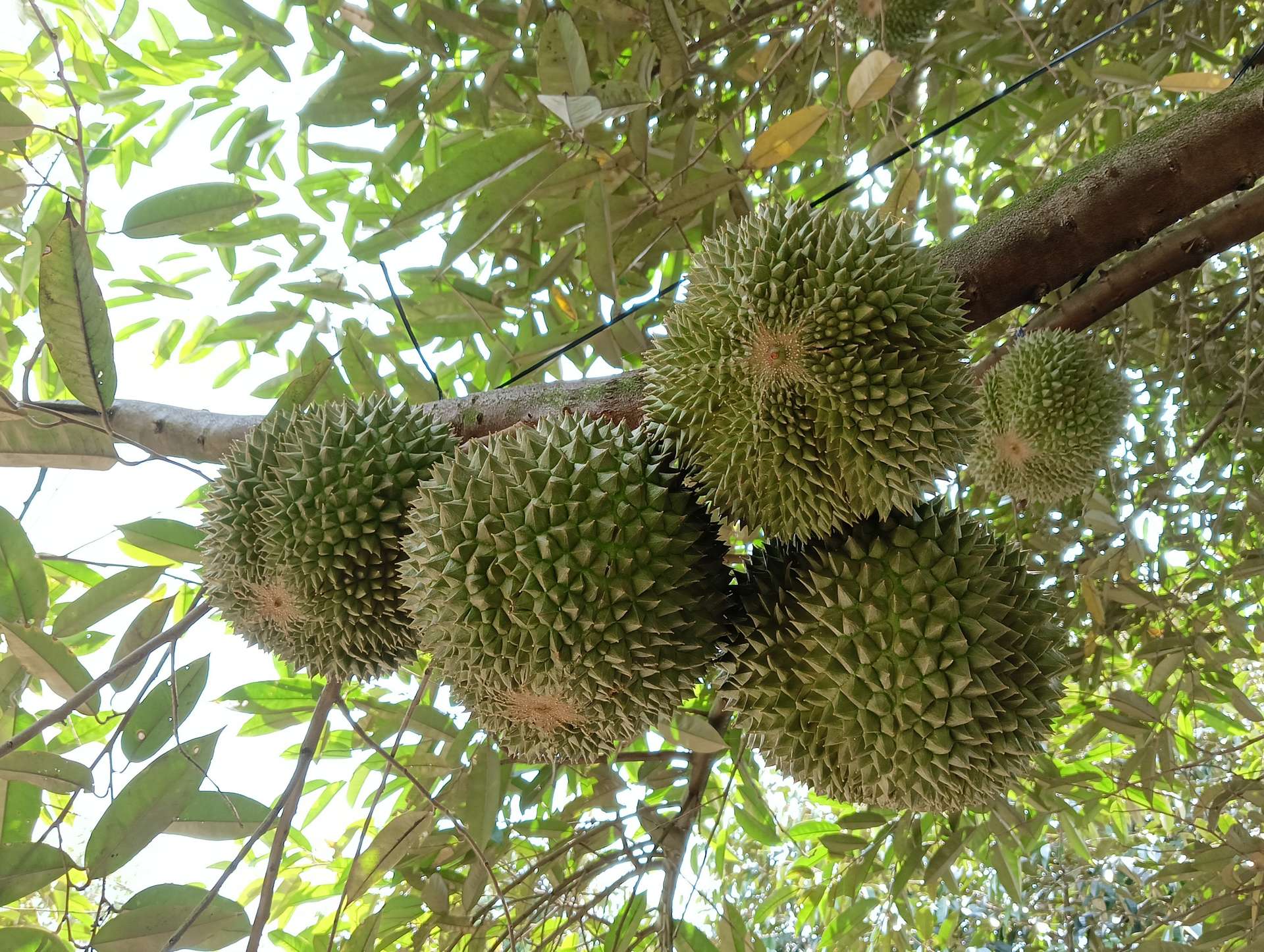 Sầu riêng Black Thorn