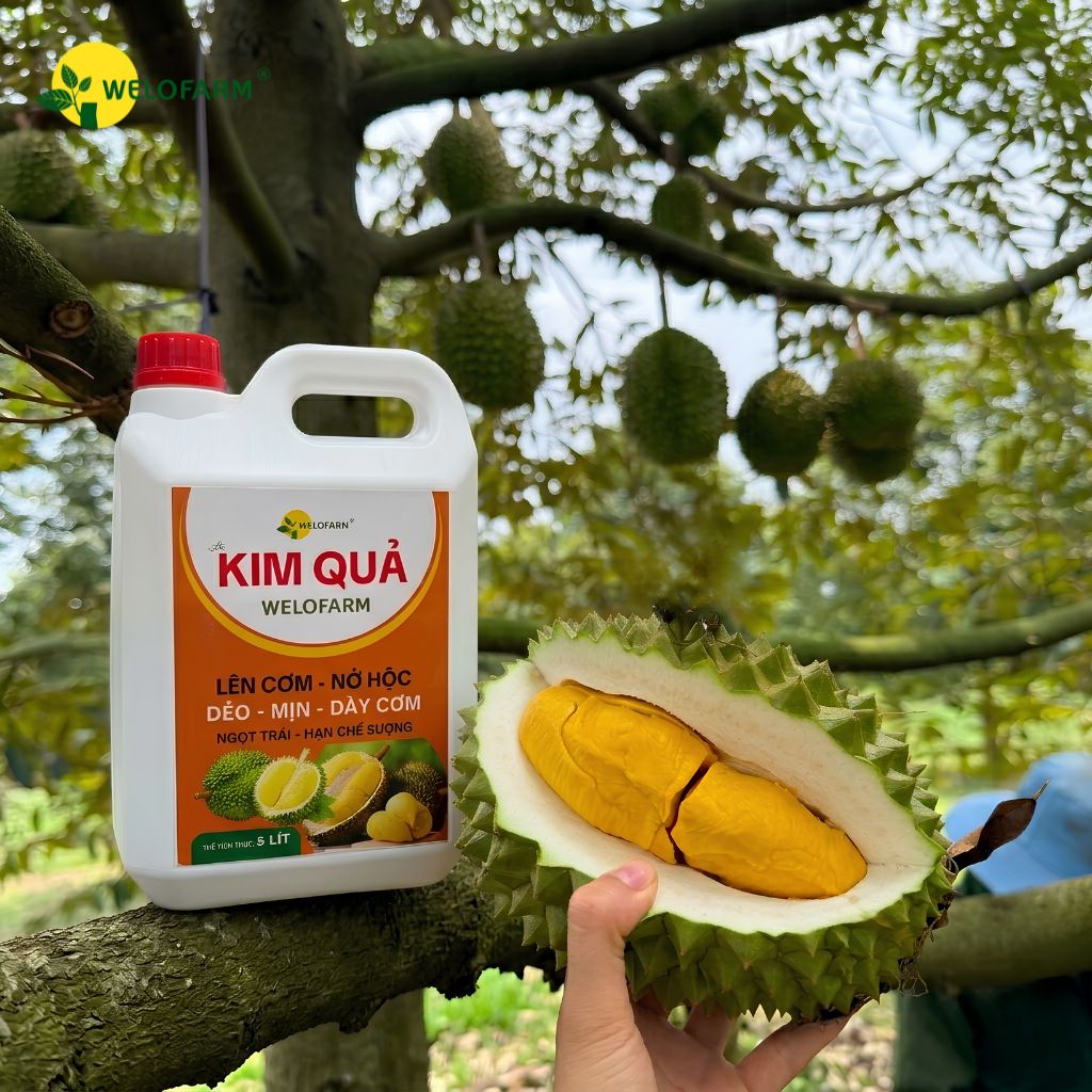 KIM QUẢ