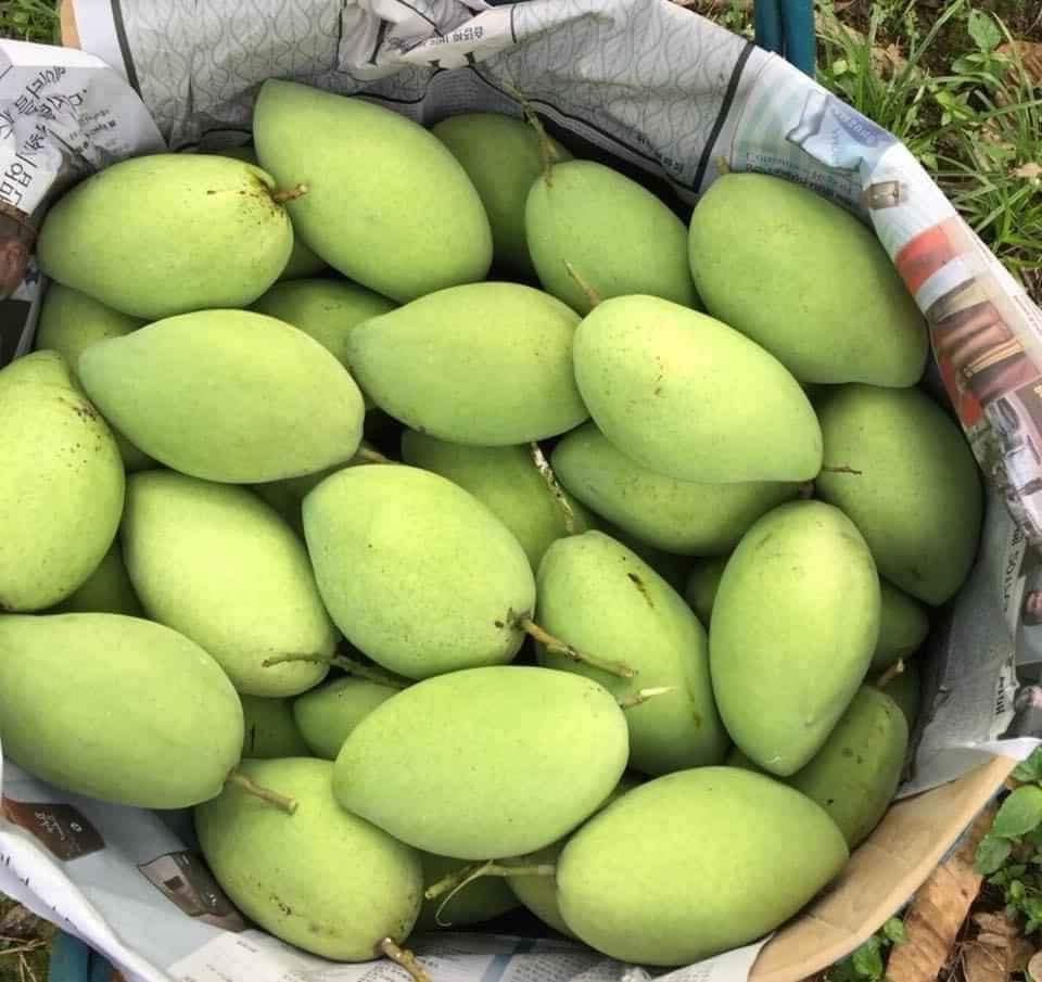 Xoài Cát Hòa Lộc