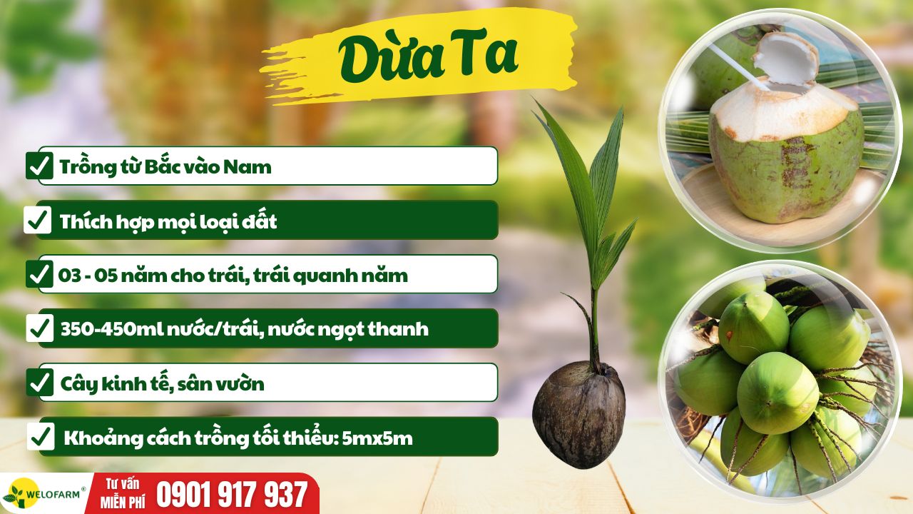 Dừa Ta