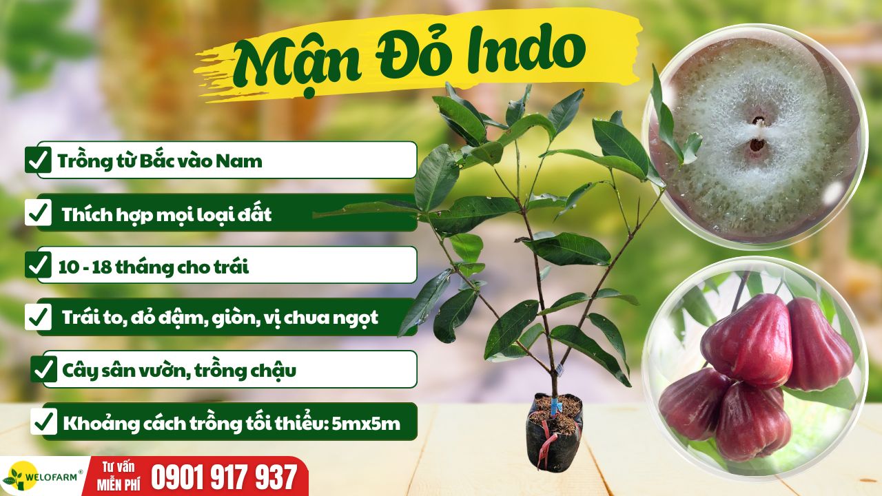 Mận Đỏ Indo