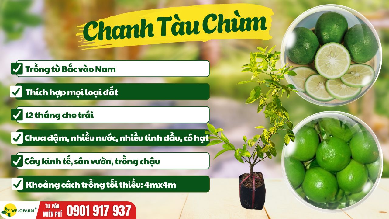 Chanh Tàu Chùm