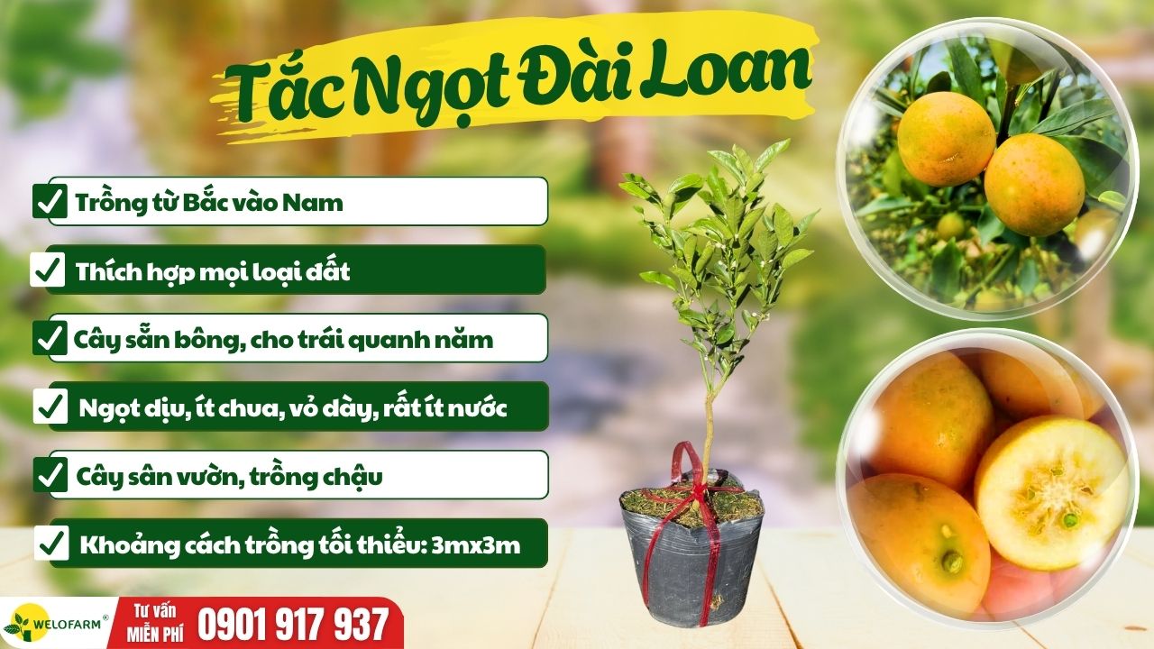 Tắc Ngọt Đài Loan