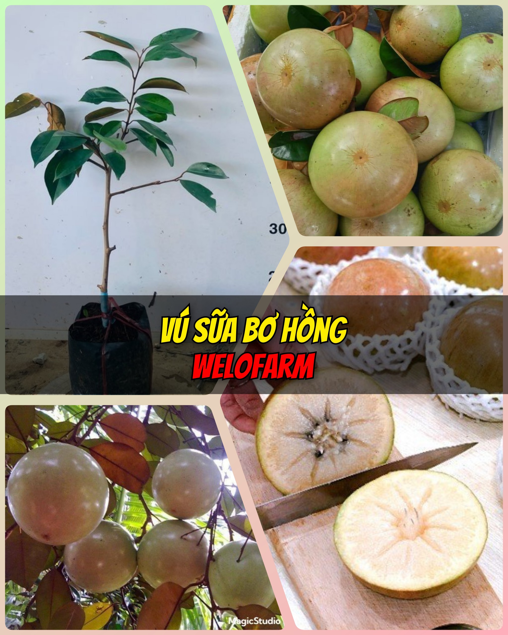 Vú Sữa Bơ Hồng