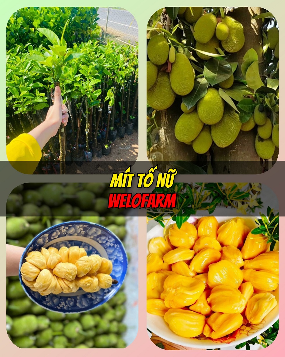 Mít tố nữ