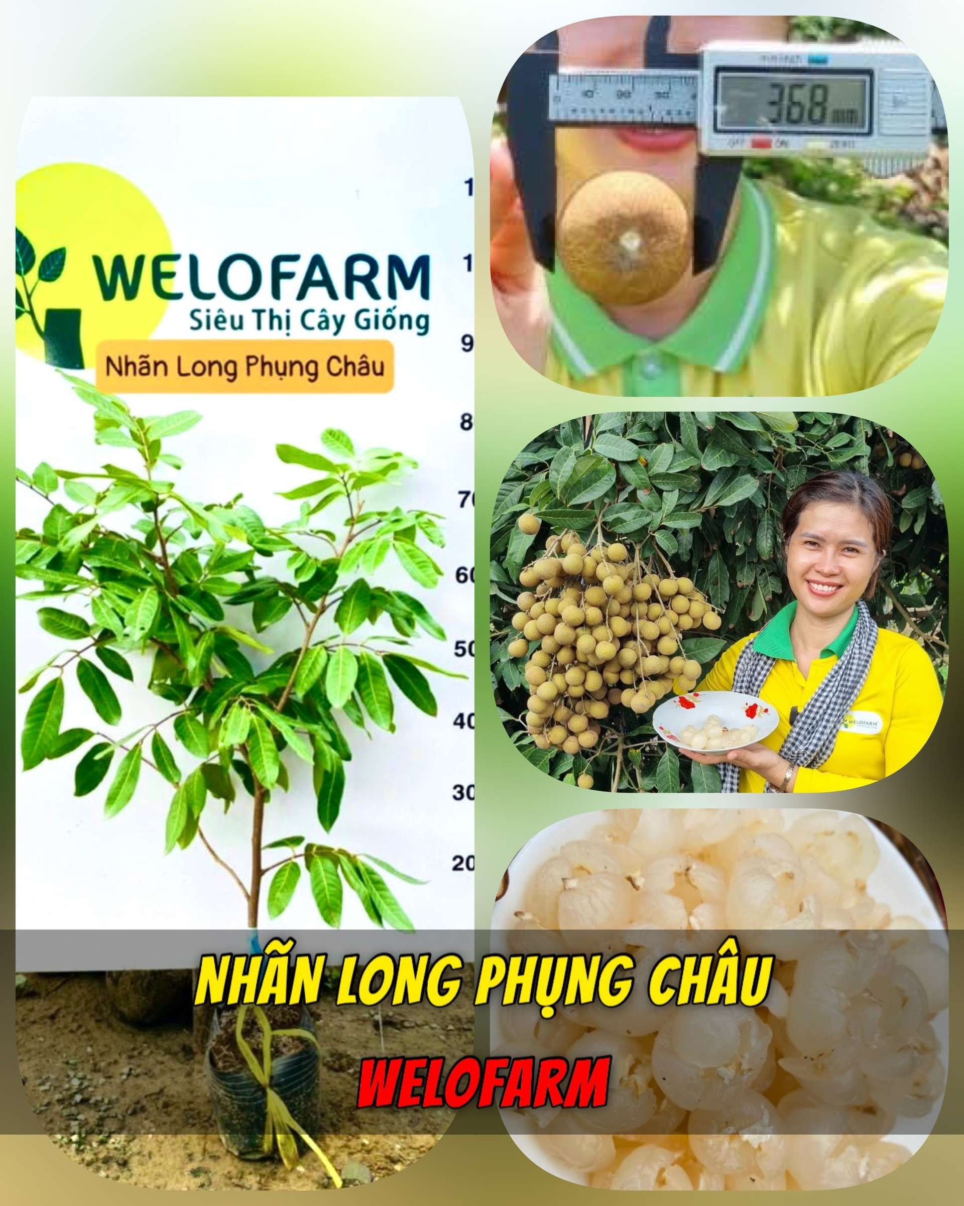 Nhãn Long Phụng Châu