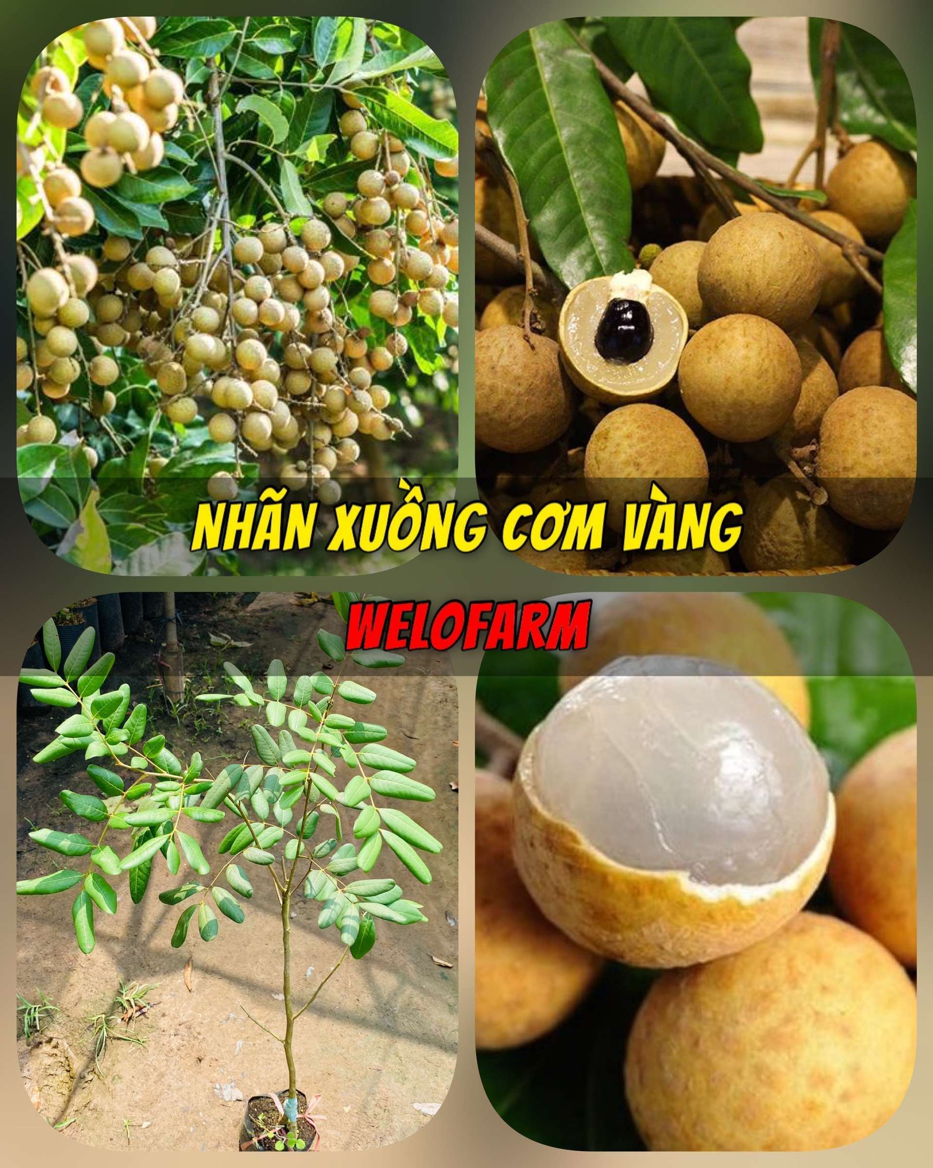 Nhãn Xuồng Cơm Vàng