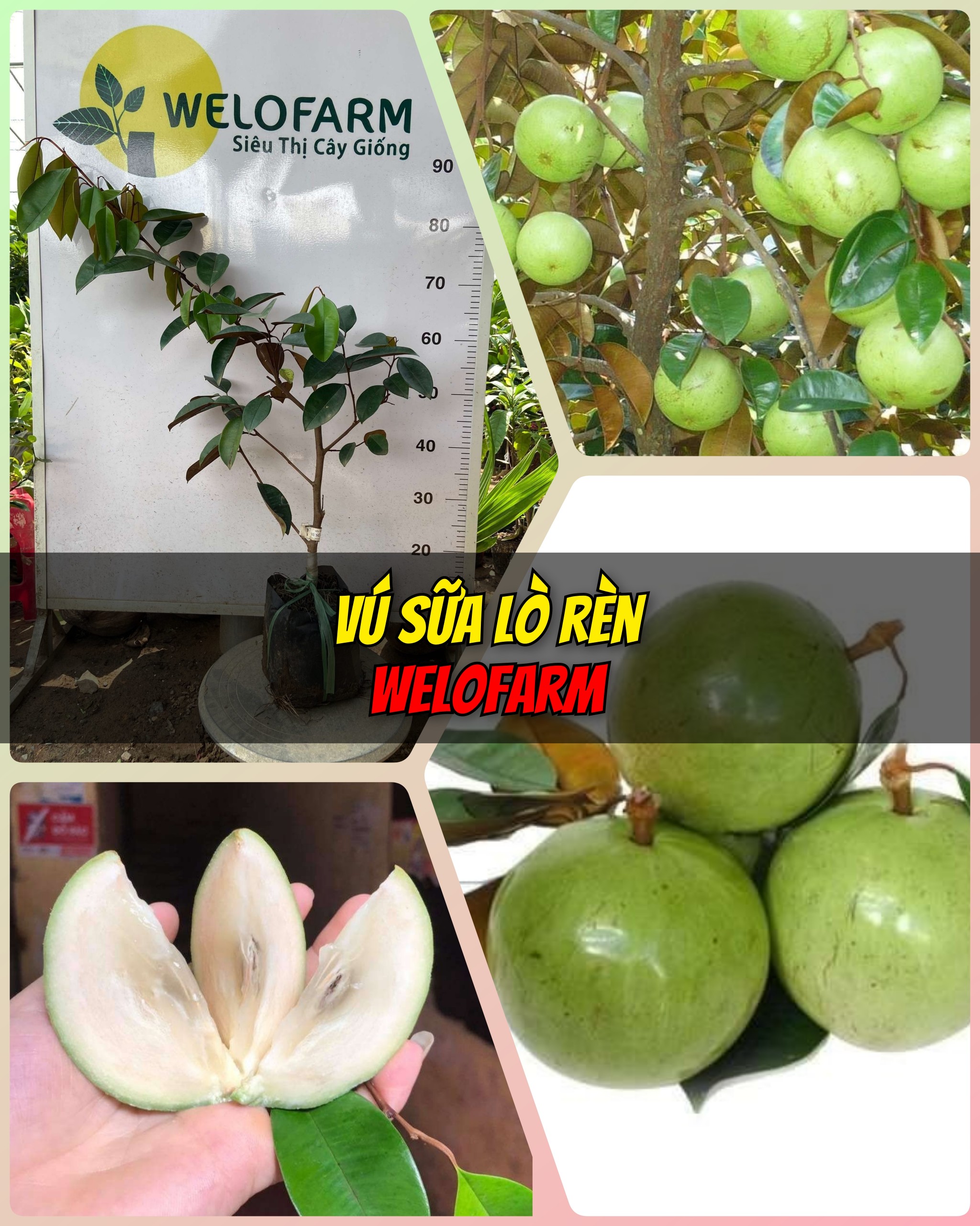 Vú Sữa Lò Rèn