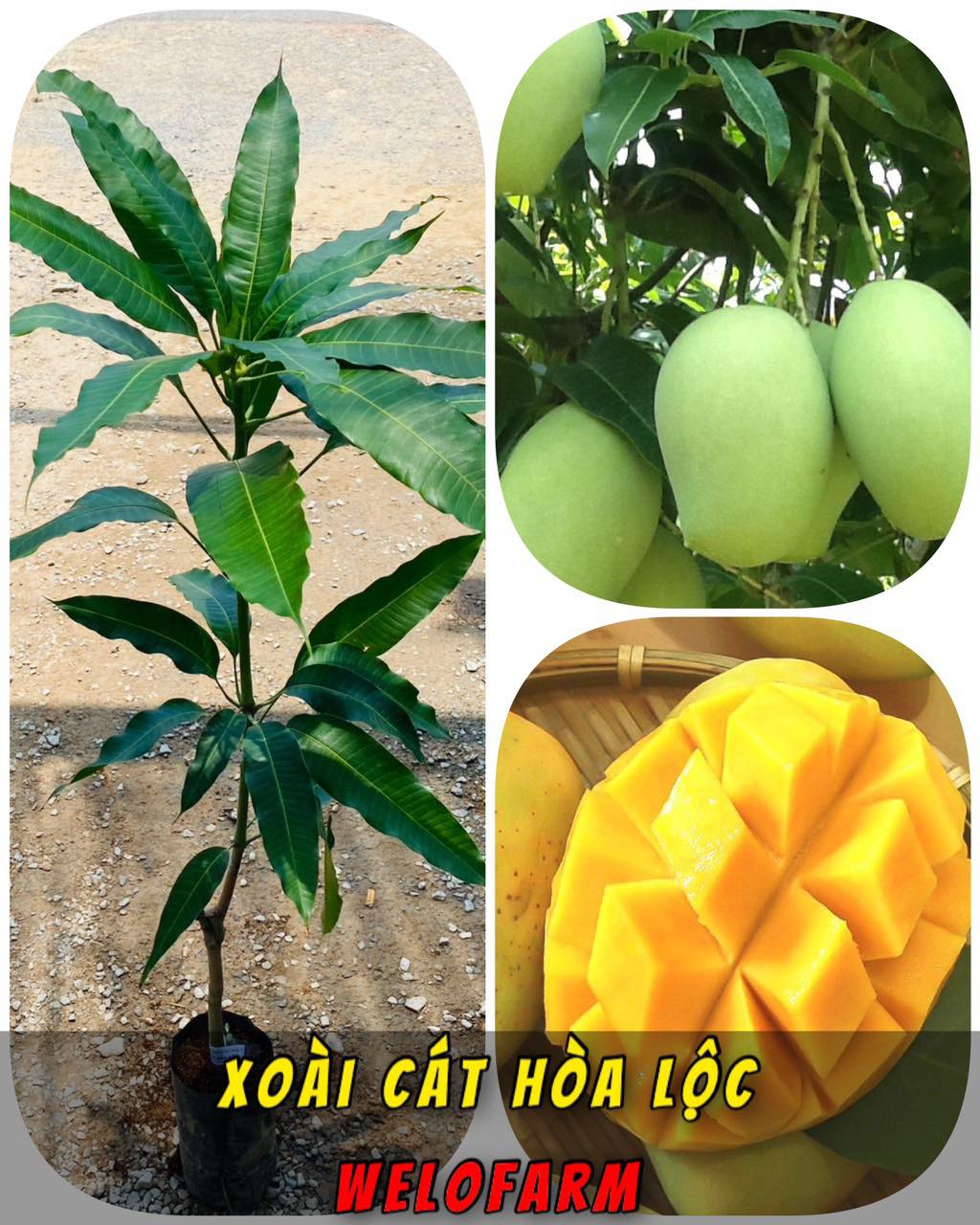 Cách chọn xoài Cát Hòa Lộc ngon và tươi