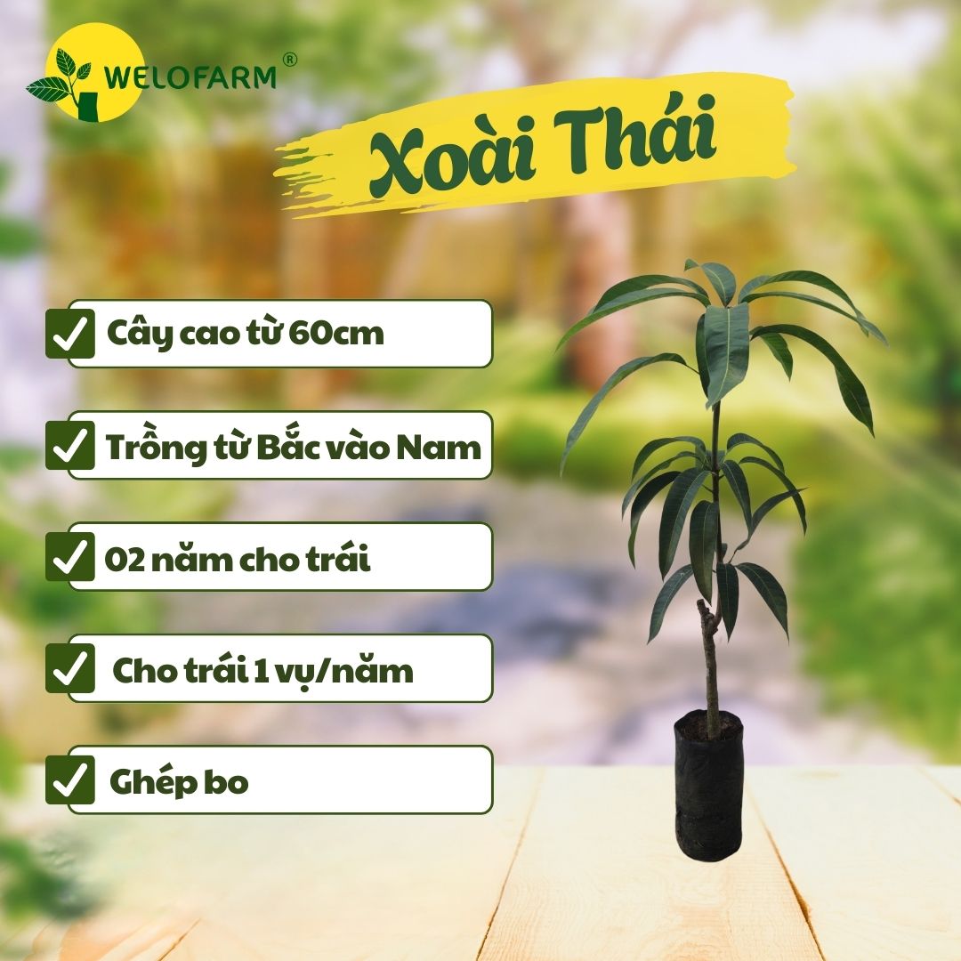 Xoài Thái