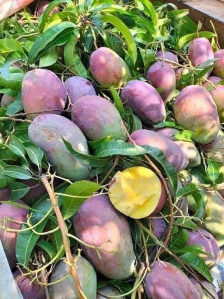 Xoài Tím Ngọc Vân