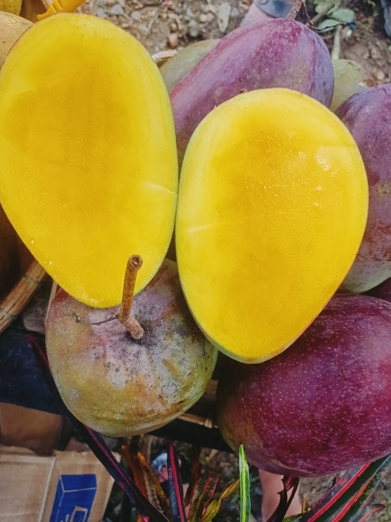 Xoài Tím Ngọc Vân