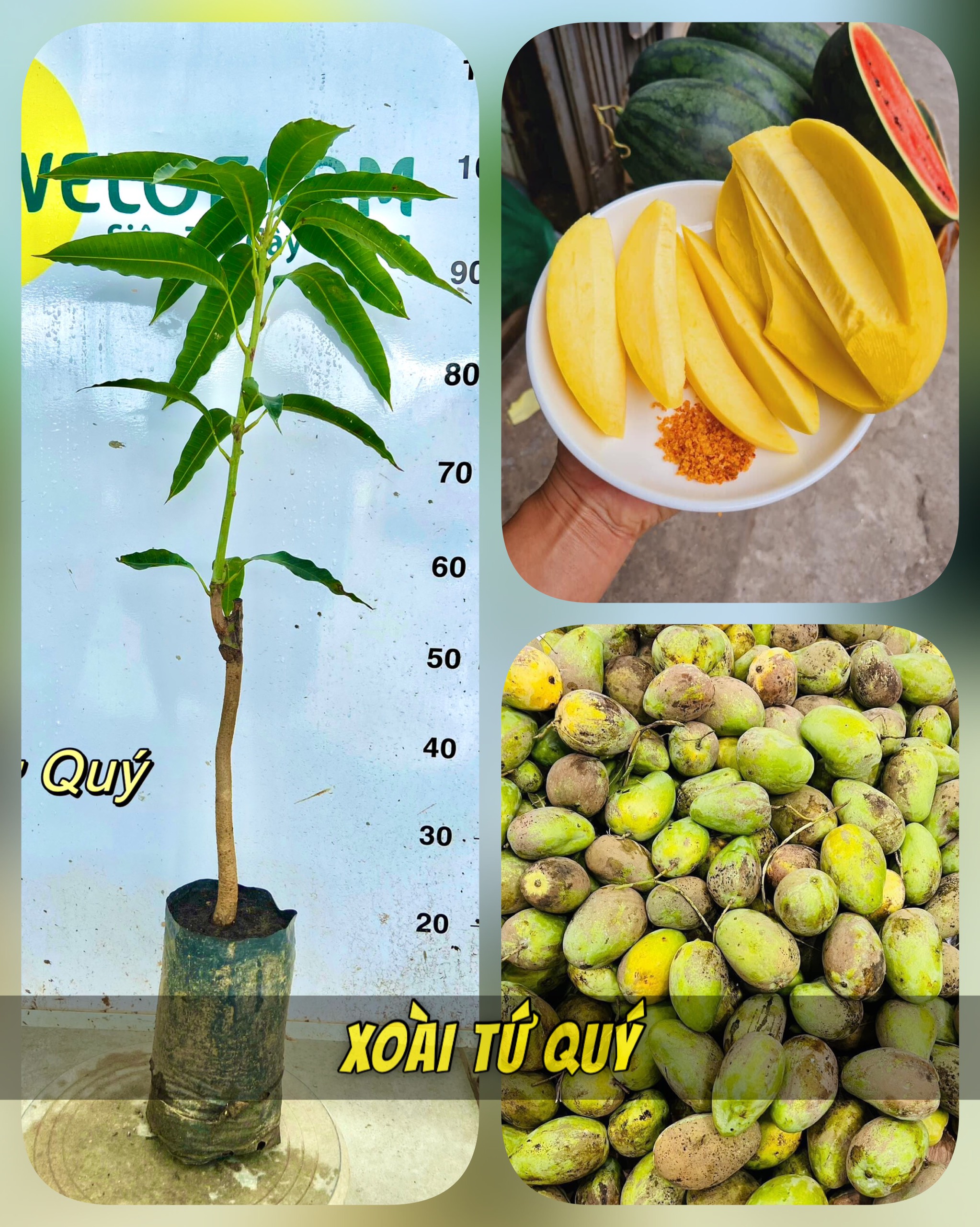Xoaif Xoài Tứ Quý