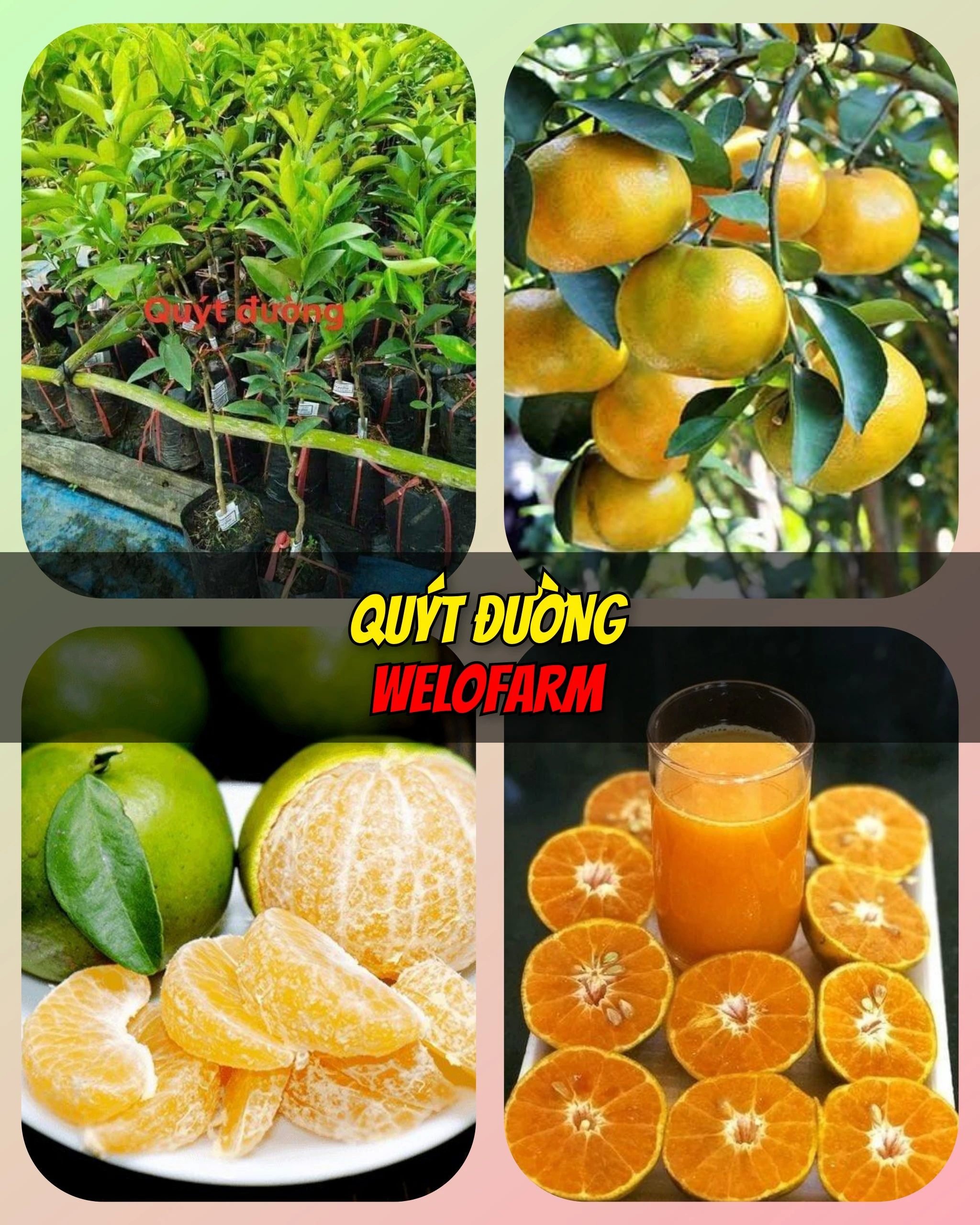 Quýt Đường