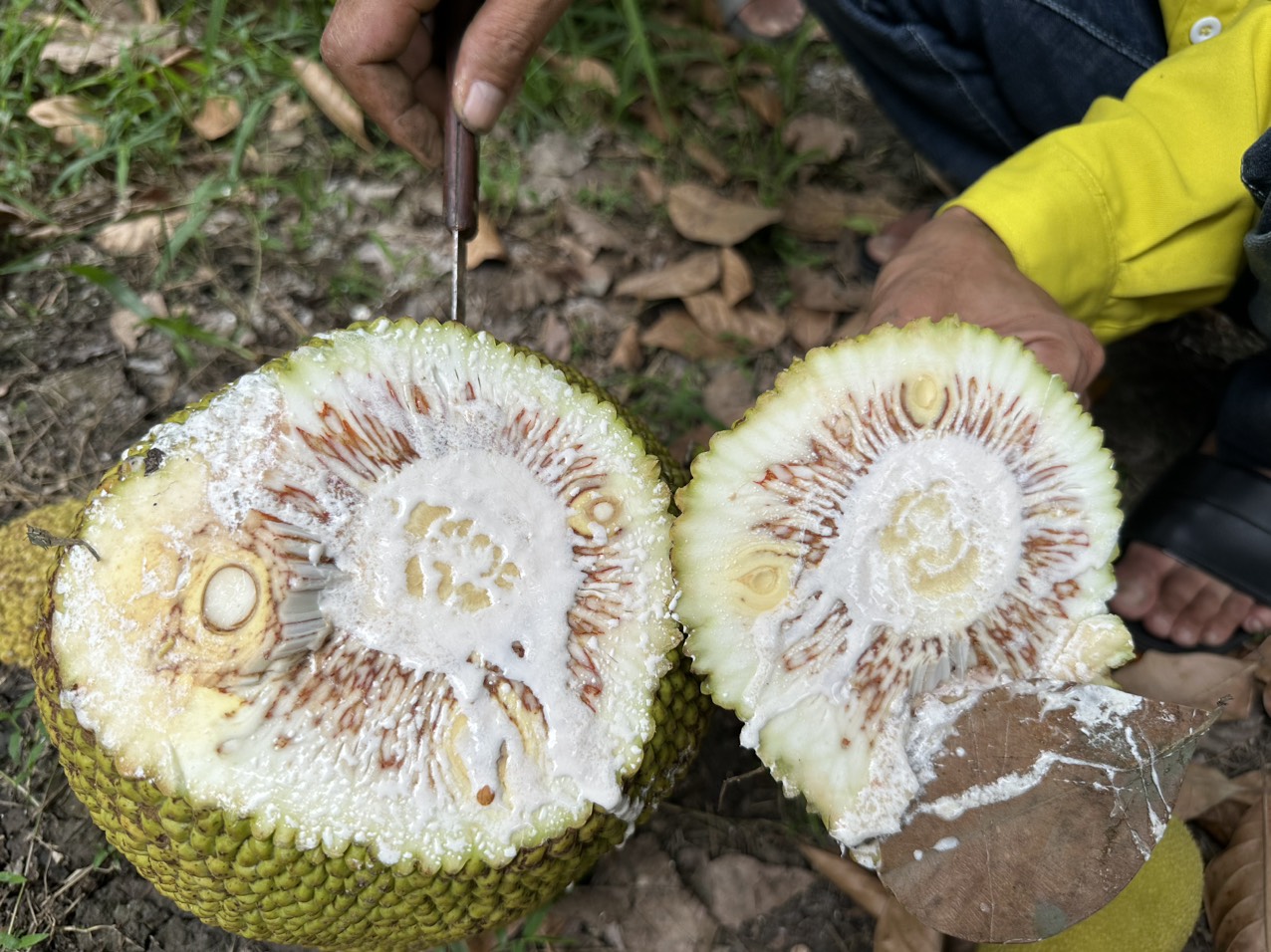 Chống Mít Xơ Đen