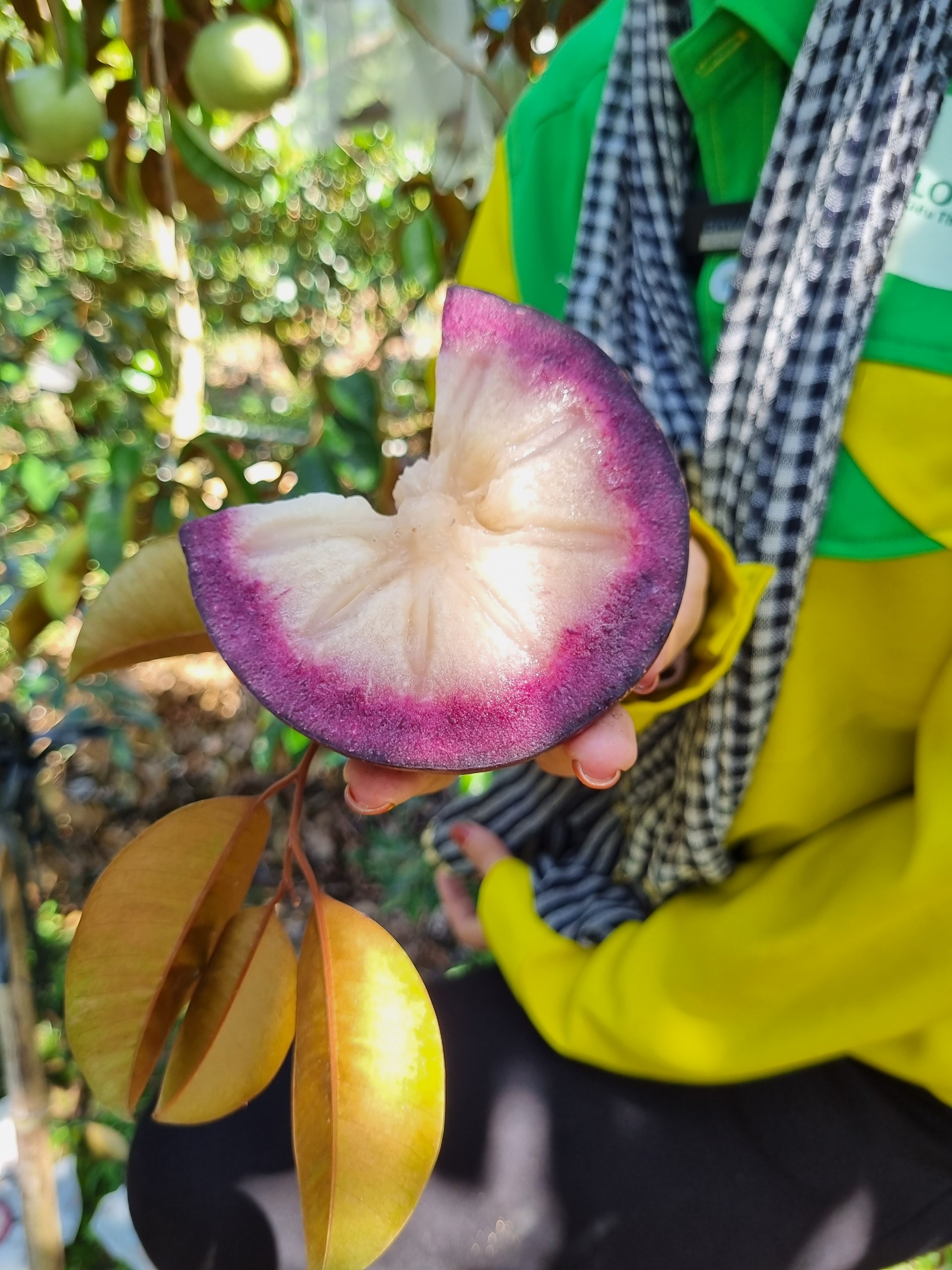 Vú Sữa Mica