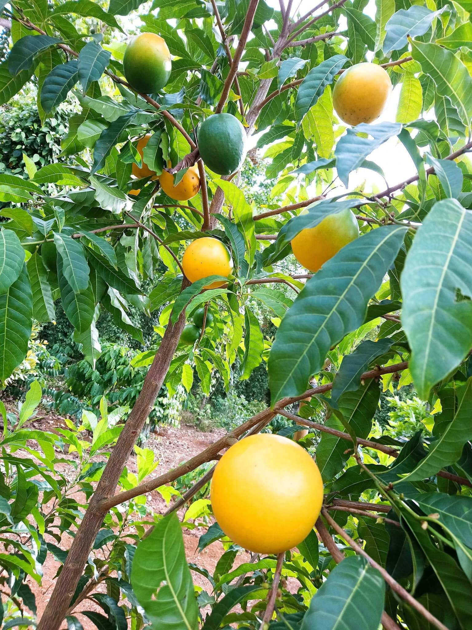 Vú Sữa Hoàng Kim