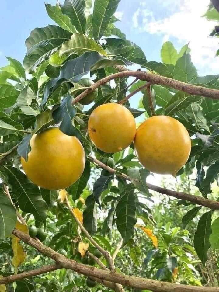 Vú Sữa Hoàng Kim
