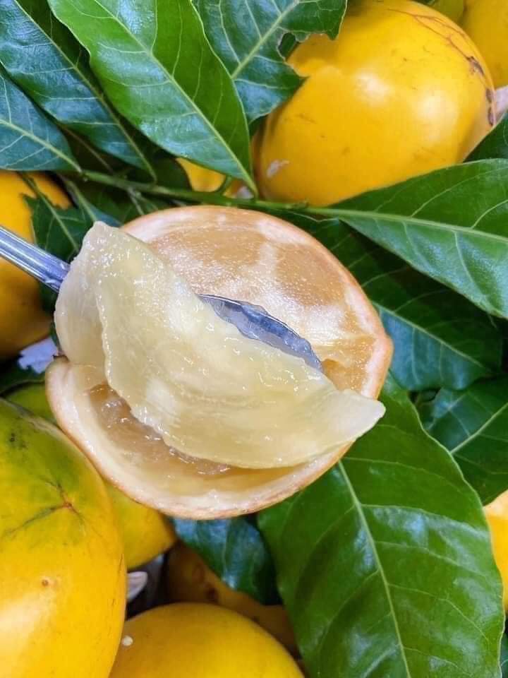 Vú Sữa Hoàng Kim