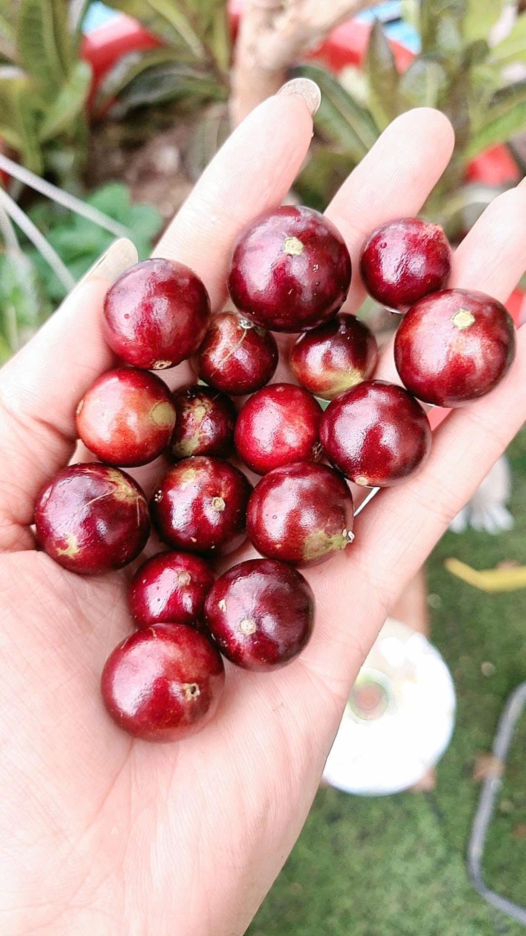 Nho Thân Gỗ 12 Vụ