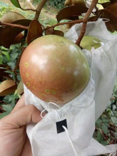 Vú Sữa Bơ Hồng