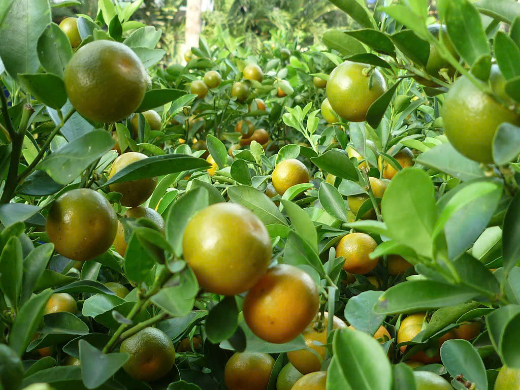 Tắc Bánh Xe