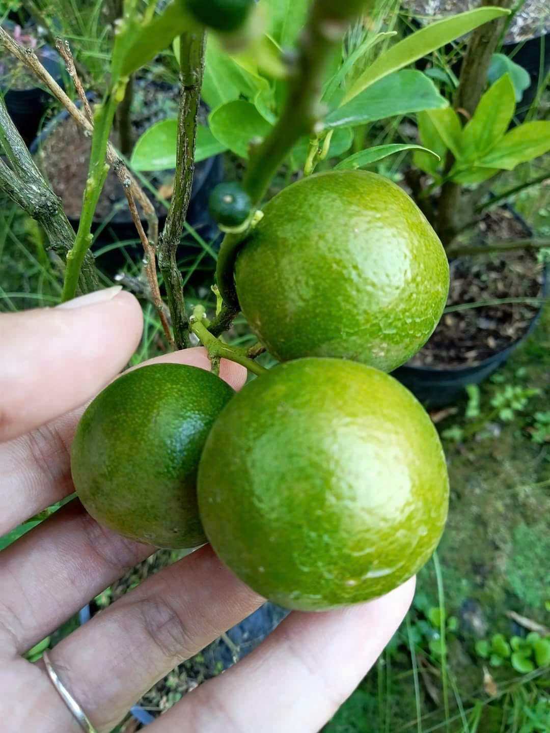 Tắc Bánh Xe