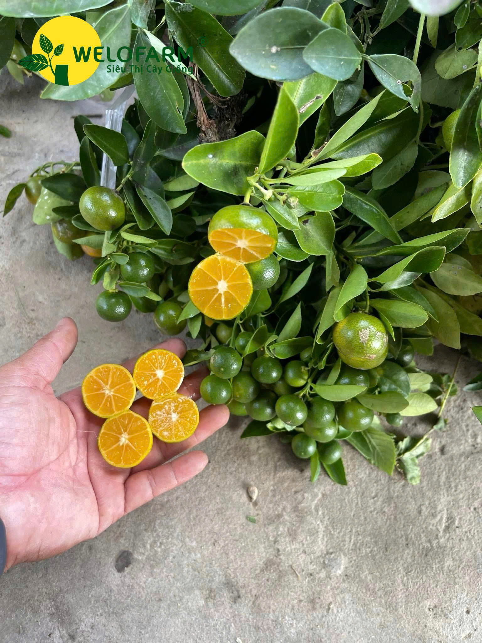 Tắc Không Hạt