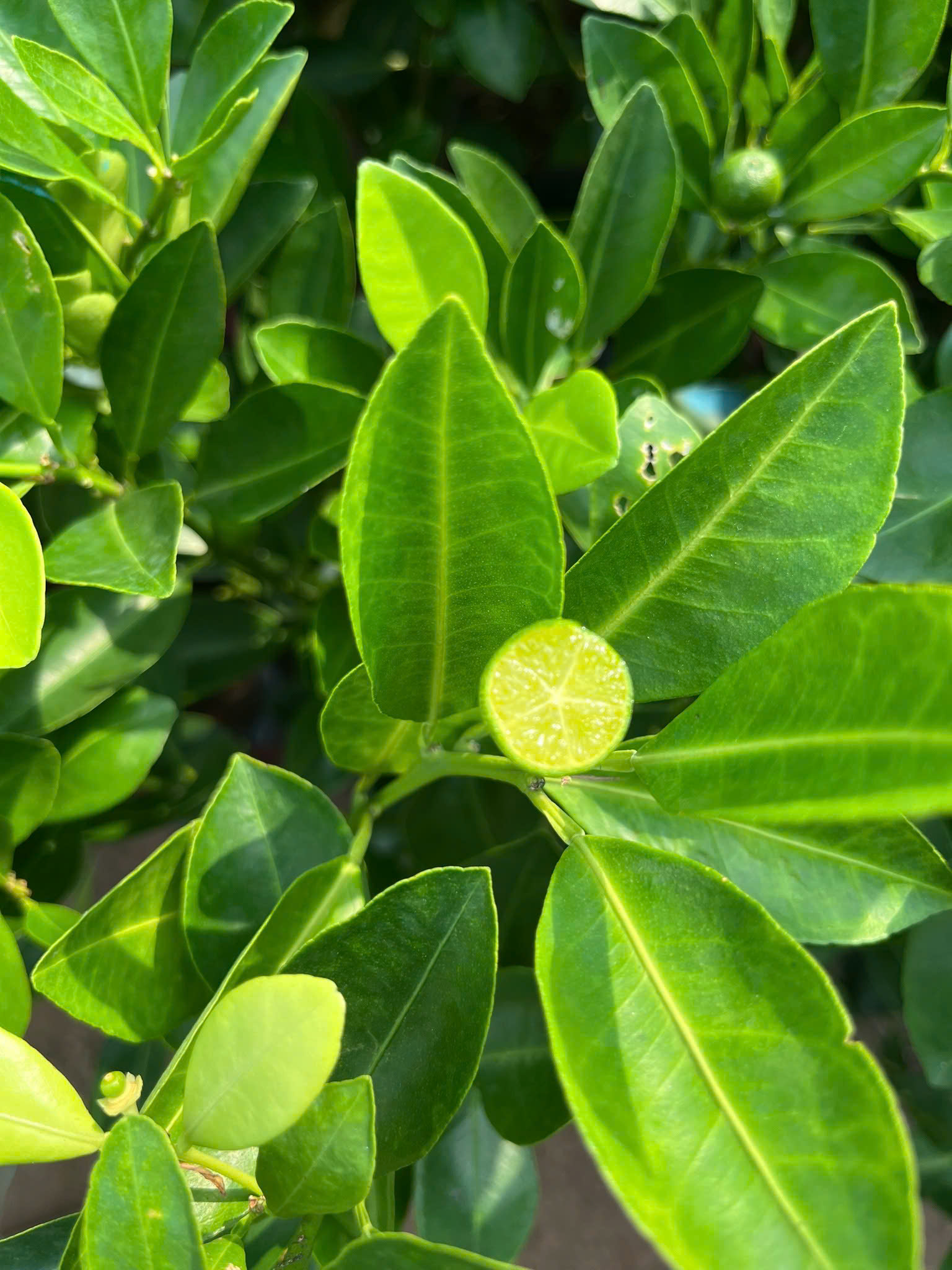 Tắc Không Hạt