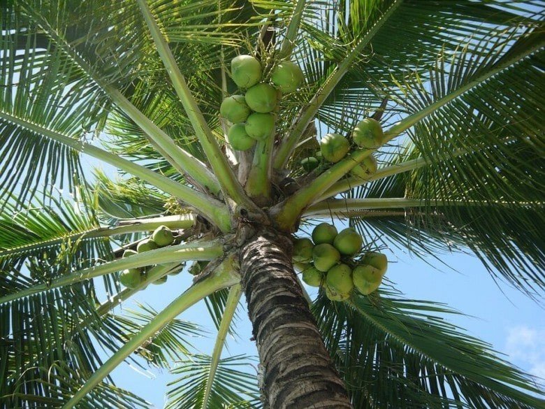 Dừa Ta