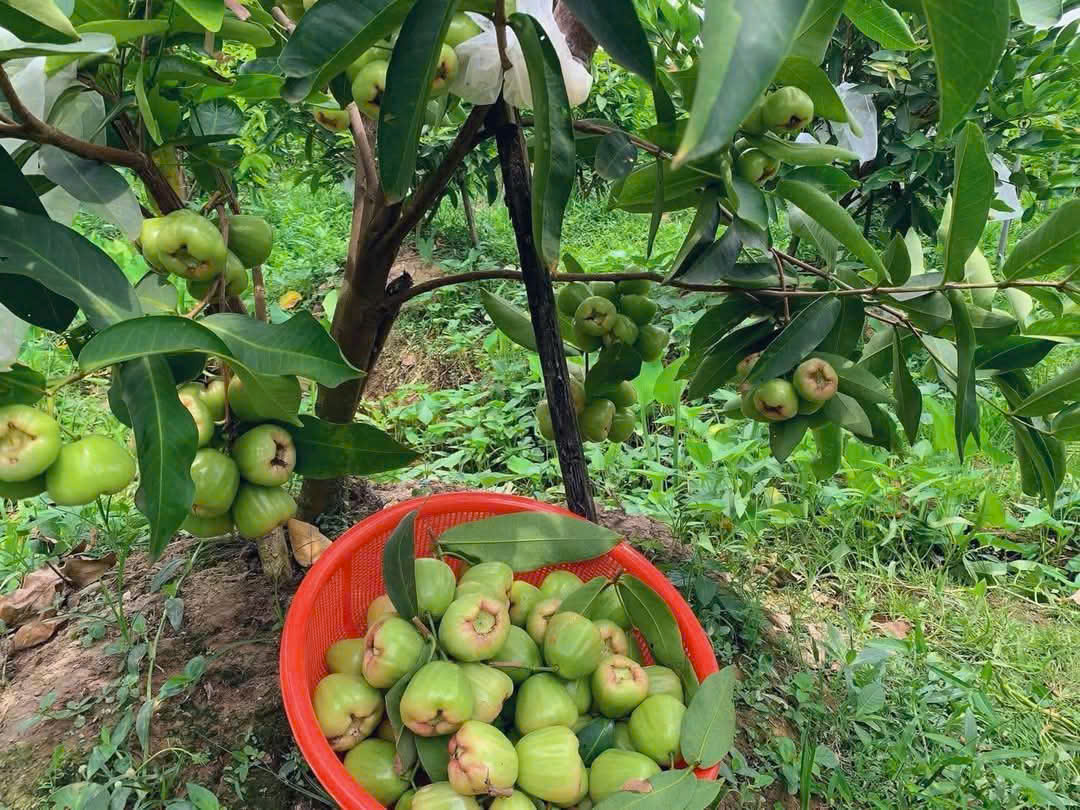 Mận Xanh Đường