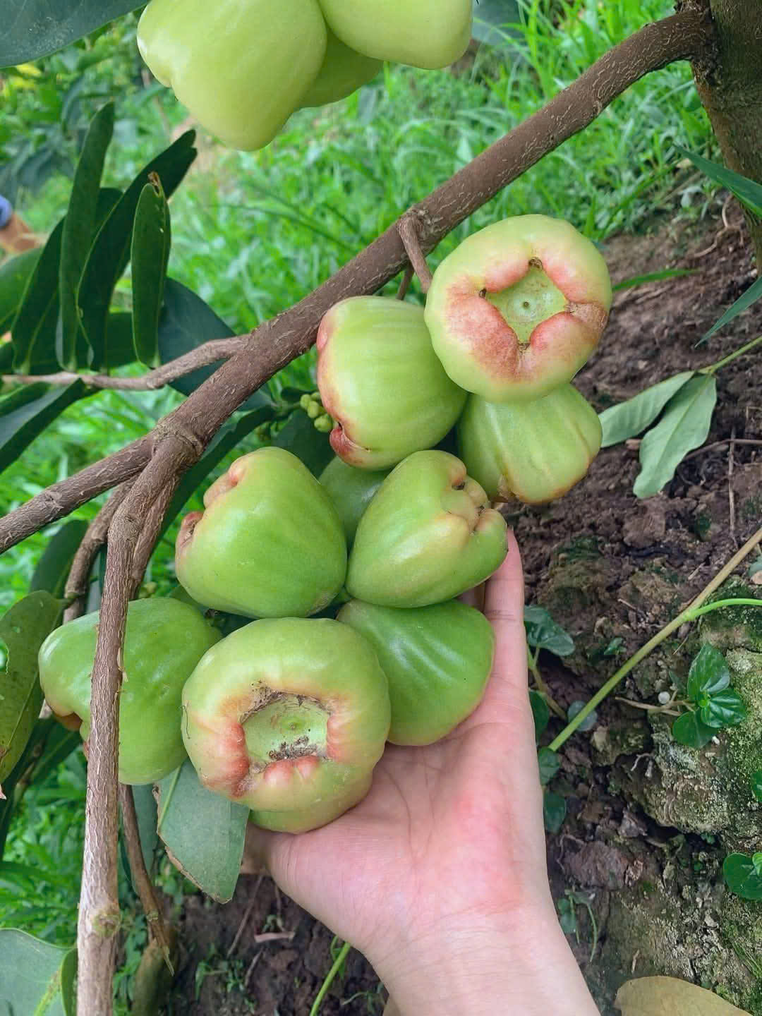 Mận Xanh Đường