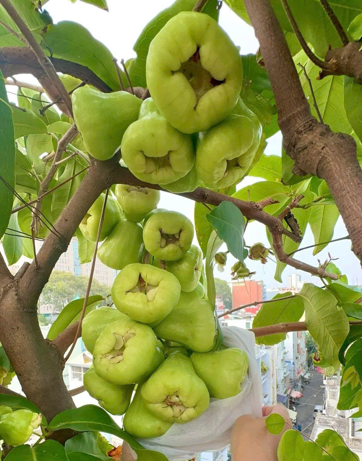 Mận Tam Hoa