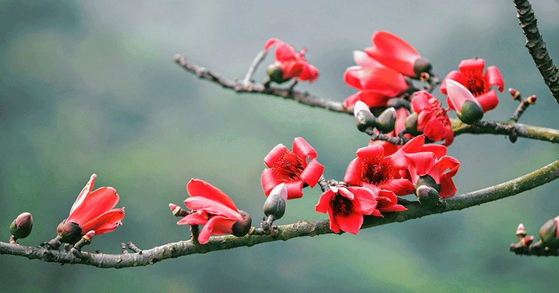 Đỏ rực mùa hoa gạo Hà Giang mỗi độ tháng 3 về