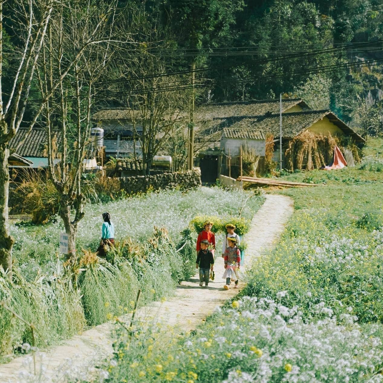 Ha-giang-1
