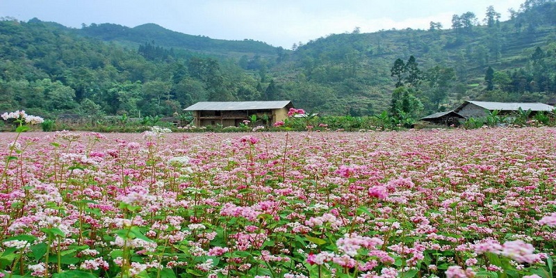 ha-giang-hoa-tam-giac-mach